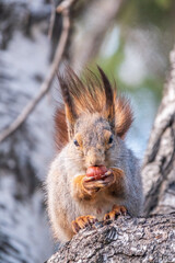 The squirrel with nut sits on a branches in the spring or summer.