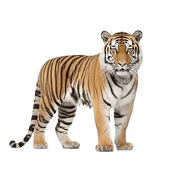 Tiger isolated on white background. Generative AI