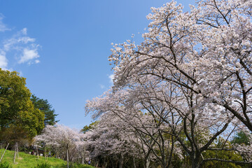 青空に映える満開の桜(香川県高松市)