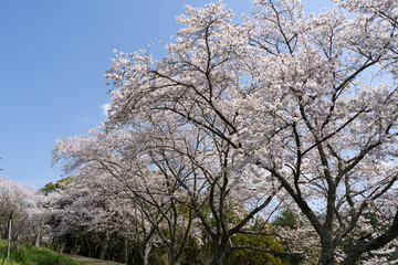 青空に映える満開の桜(香川県高松市)