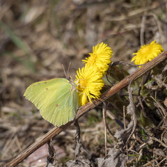 butterfly on coltsfoot flower