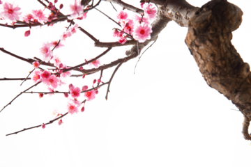 The plum blossom