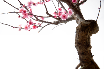 The plum blossom