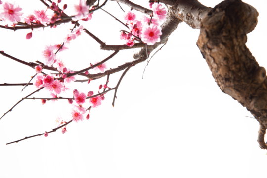The plum blossom