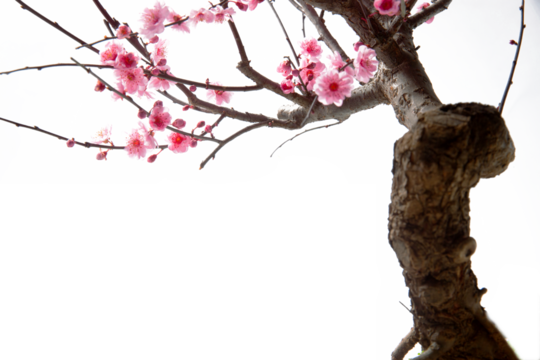 The plum blossom