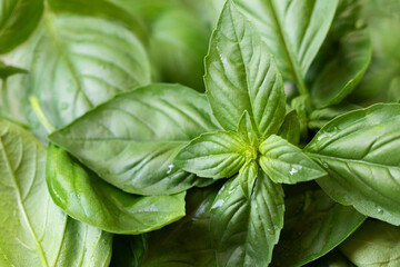 Fresh green organic basil leaves on a plant.