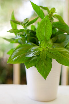 A bunch of freshly picked basil in a white pot.