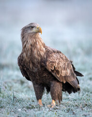 Sea eagle or white tailed eagle ( Haliaeetus albicilla)