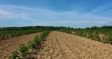 Fruit and berry plantations. Beautiful summer landscape .