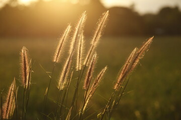 golden time of wheat field