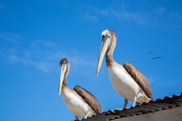 Pelicanos sobre el techo