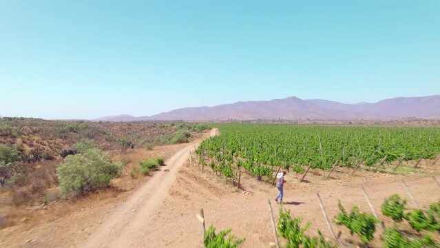 Vintner At Work Overseeing Vineyards In Limari Valley, Chile, Ensuring Healthy Growth Of Vines And High-Quality Grape Production. low aerial