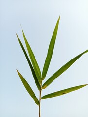 Green Bamboo Leaf Isolated Under Blue Sky
