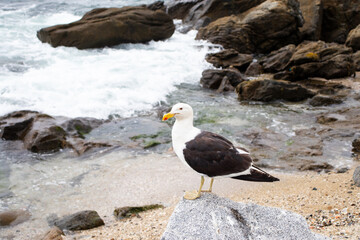 Gaviota en la orilla del mar