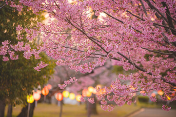 Obraz premium ●夕陽に照らされた陽光桜