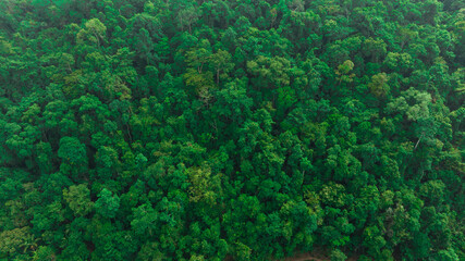 Fototapeta na wymiar aerial view of dark green forest Abundant natural ecosystems of rainforest. Concept of nature forest preservation and reforestation. 