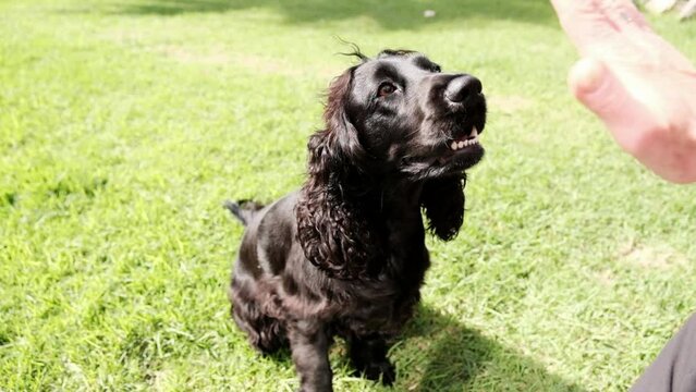 Black springer spaniel dog gives paw to owner
