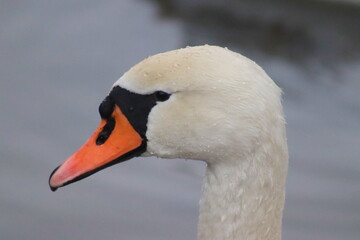 Obraz premium Swan in its natural habitat