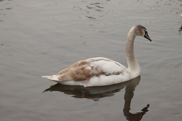 Swan in its natural habitat
