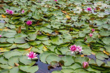 Lotus community blooming under the lotus leaf in the summer sun