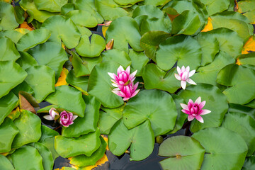 Blossoming lotus flowers in clear water of Fuxian Lake, China, close up on flowers, floral...