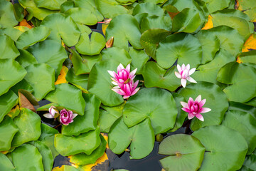 Blossoming lotus flowers in clear water of Fuxian Lake, China