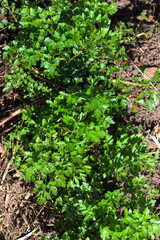 Parsley grows in the garden