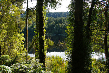 Lush green native forest and stone walking path on the West Coast of New Zealand        