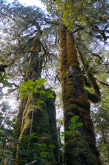 Fototapeta premium Tall moss covered trees in lush green native forest on the West Coast of New Zealand