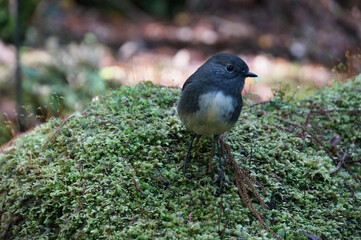Closeup of a New Zealand South Island robin Kakaruai bird standing on a moss under a tree in a native forest