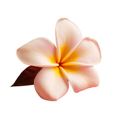 frangipani flower isolated on transparent background