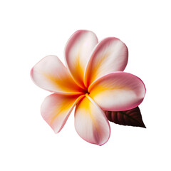 frangipani flower isolated on transparent background