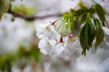 造幣局の遅咲きの桜