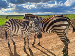 zebra in the wild