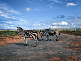 Fototapeta na wymiar Zebra in the Park
