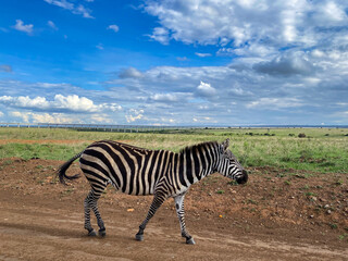 Obraz premium Zebra in the Park