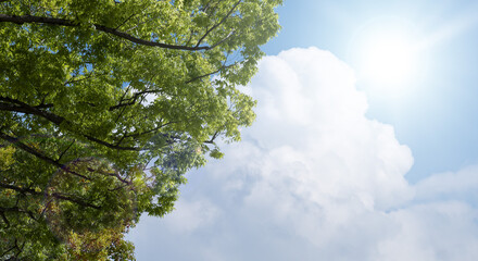 春・初夏・夏の晴天太陽の日差しに照らされた新緑の木々の葉とさわやかな青空、入道雲の背景　アウトドア・キャンプ・ゴールデンウィーク・夏休み・祝日のイメージ