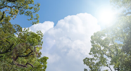 春・初夏・夏の晴天太陽の日差しに照らされた新緑の木々の葉とさわやかな青空、入道雲の背景　アウトドア・キャンプ・ゴールデンウィーク・夏休み・祝日のイメージ