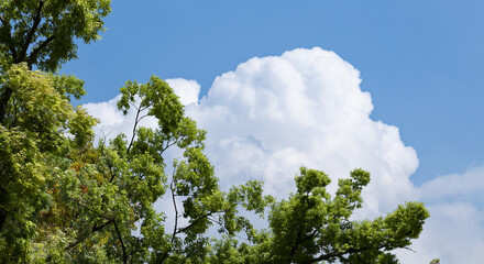 春・初夏・夏の晴天太陽の日差しに照らされた新緑の木々の葉とさわやかな青空、入道雲の背景　アウトドア・キャンプ・ゴールデンウィーク・夏休み・祝日のイメージ