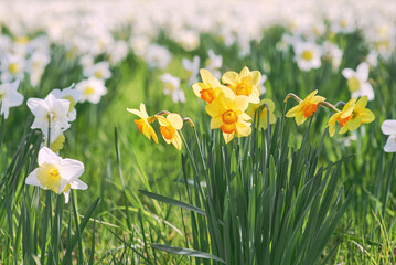 field of white and yellow daffodils in spring sunny day