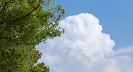 Obraz premium 春・初夏・夏の晴天太陽の日差しに照らされた新緑の木々の葉とさわやかな青空、入道雲の背景 アウトドア・キャンプ・ゴールデンウィーク・夏休み・祝日のイメージ