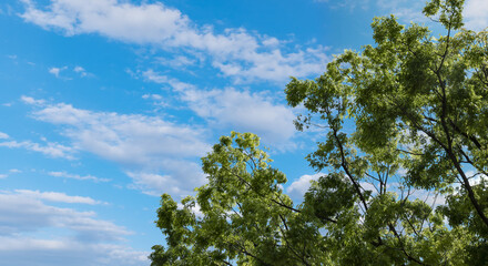  春・初夏・夏の晴天太陽の日差しに照らされた新緑の木々の葉とさわやかな青空と雲の背景　アウトドア・キャンプ・ゴールデンウィーク・夏休み・祝日のイメージ