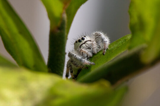 Ara&ntilde;a (Salticidae) en Cuernavaca, M&eacute;xico. 