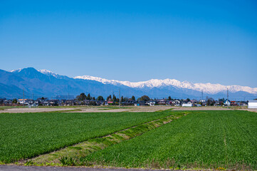 春の麦畑と山岳風景　