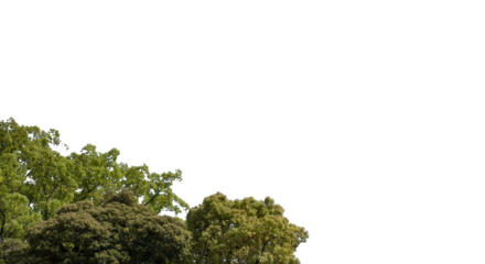 春・初夏・夏の晴天太陽の日差しに照らされた新緑の木々の葉の背景　アウトドア・キャンプ・ゴールデンウィーク・夏休み・祝日のイメージ