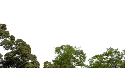 春・初夏・夏の晴天太陽の日差しに照らされた新緑の木々の葉の背景　アウトドア・キャンプ・ゴールデンウィーク・夏休み・祝日のイメージ