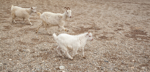 Goats are resting in the rocks on the mountainside. White goats walk and graze on a steep...