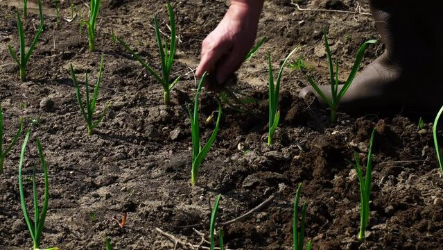 A woman using a hand rake processes the beds with garlic and onions growing on them. Caring for plants in the garden.