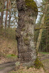 Alte Eiche am Wanderweg in der Oberlausitzer Heide- und Teichlandschaft 1