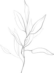 Olive leaf lineart, branch sketch, floral botanical illustration